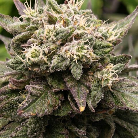 Papaya Sherbet™ growlog timeline photo