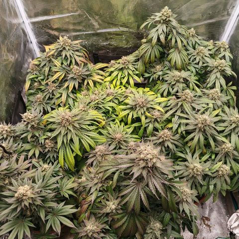 Papaya Sherbet™ growlog timeline photo