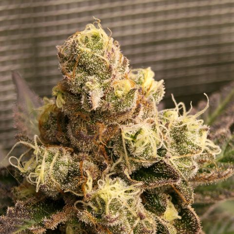 Papaya Sherbet™ growlog timeline photo