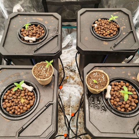 Papaya Sherbet DWC growlog timeline photo