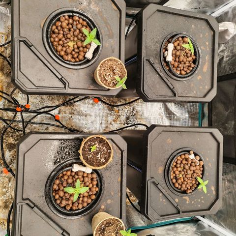 Papaya Sherbet DWC growlog timeline photo
