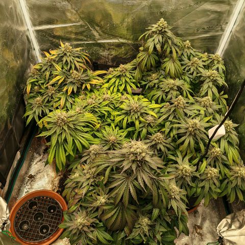Papaya Sherbet™ growlog timeline photo