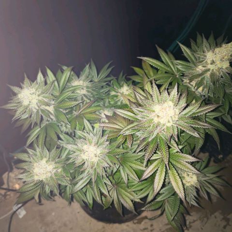 Papaya Sherbet™ growlog timeline photo