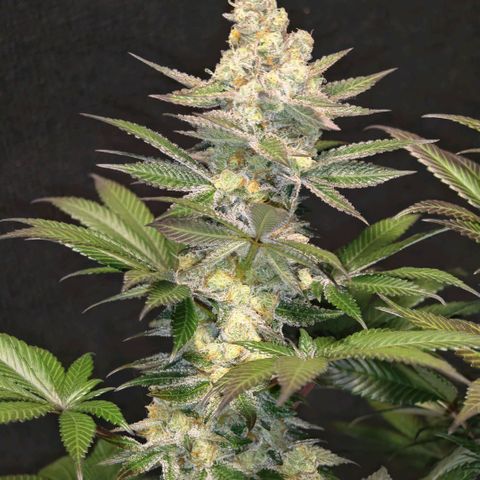 Papaya Sherbet™ growlog timeline photo