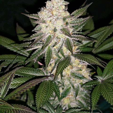 Papaya Sherbet™ growlog timeline photo