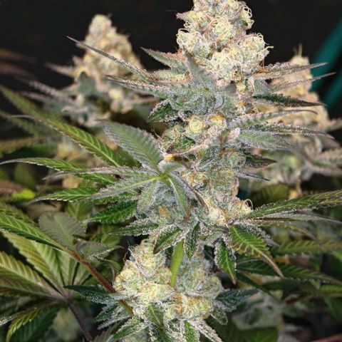 Papaya Sherbet™ growlog timeline photo