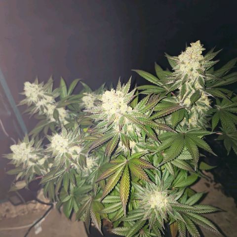 Papaya Sherbet™ growlog timeline photo