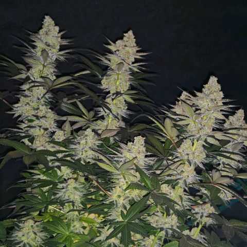 Papaya Sherbet™ growlog timeline photo