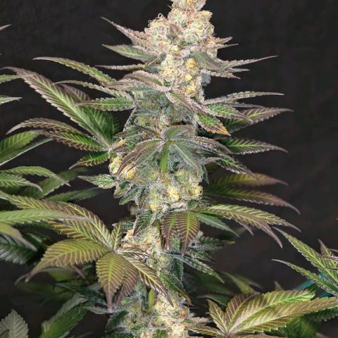 Papaya Sherbet™ growlog timeline photo