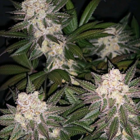 Papaya Sherbet™ growlog timeline photo