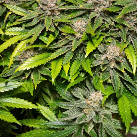 Papaya Sherbet™ growlog timeline photo