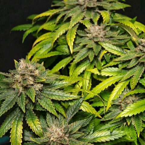 Papaya Sherbet™ growlog timeline photo