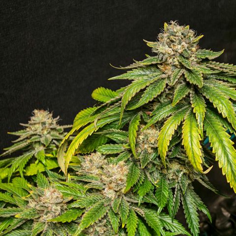 Papaya Sherbet™ growlog timeline photo