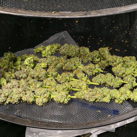 Papaya Sherbet™ growlog timeline photo