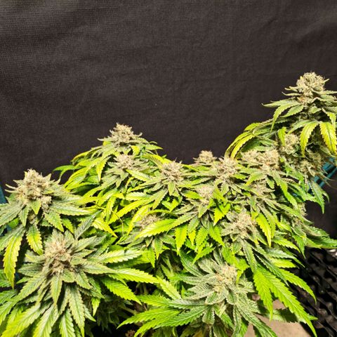 Papaya Sherbet™ growlog timeline photo