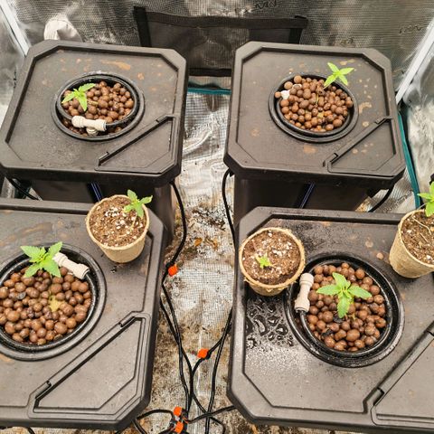 Papaya Sherbet DWC growlog timeline photo