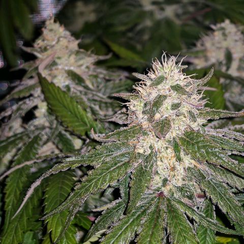 Papaya Sherbet™ growlog timeline photo