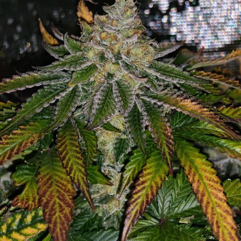 Papaya Sherbet™ growlog timeline photo