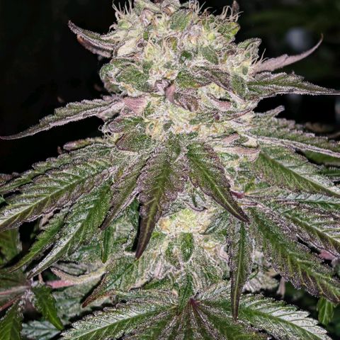 Papaya Sherbet™ growlog timeline photo