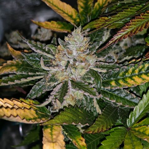 Papaya Sherbet™ growlog timeline photo