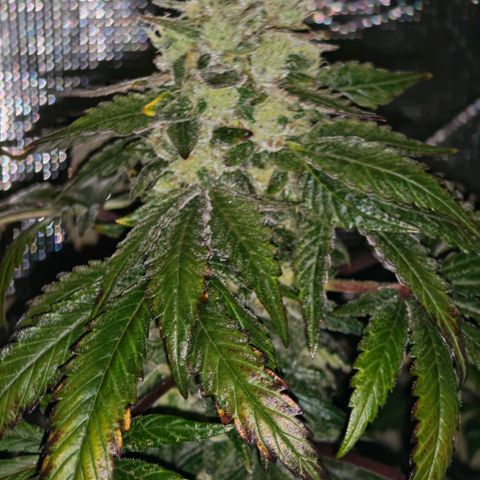 Papaya Sherbet™ growlog timeline photo