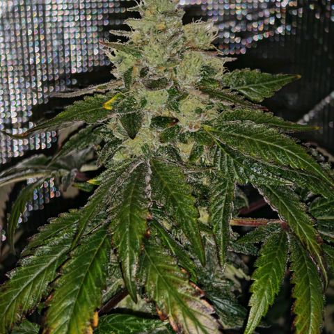 Papaya Sherbet™ growlog timeline photo