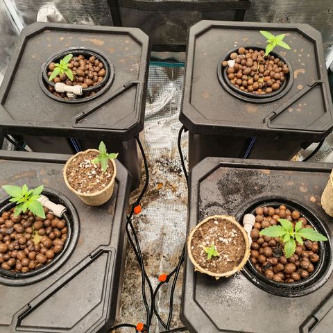 Papaya Sherbet DWC growlog timeline photo