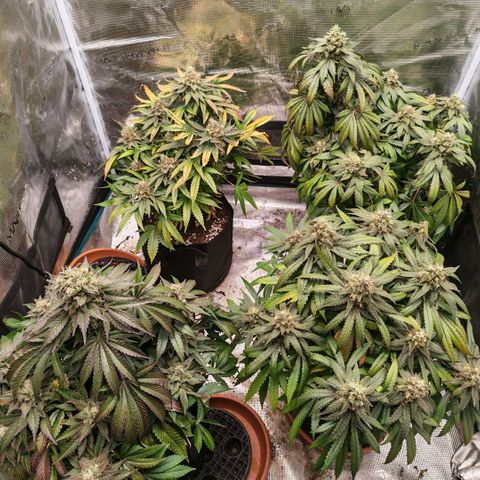 Papaya Sherbet™ growlog timeline photo