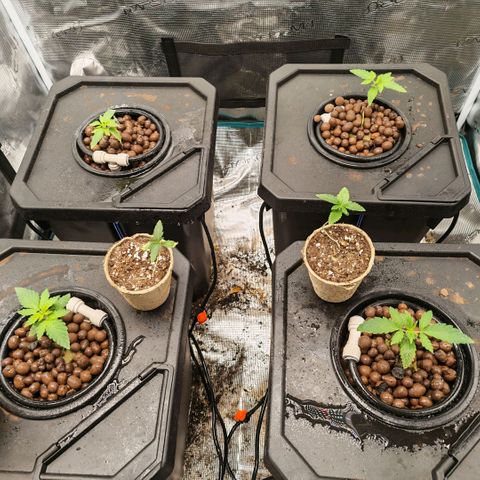 Papaya Sherbet DWC growlog timeline photo