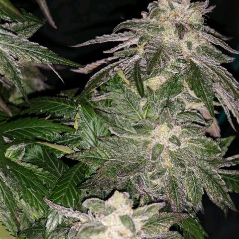 Papaya Sherbet™ growlog timeline photo