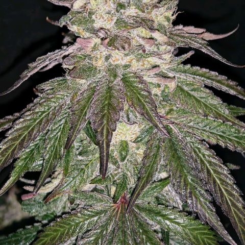 Papaya Sherbet™ growlog timeline photo