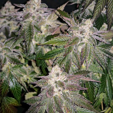 Papaya Sherbet™ growlog timeline photo