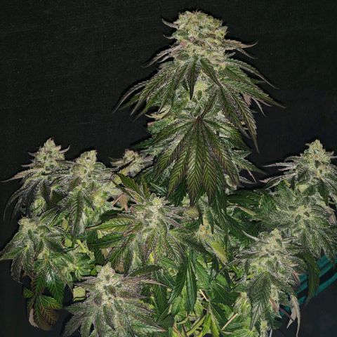 Papaya Sherbet™ growlog timeline photo