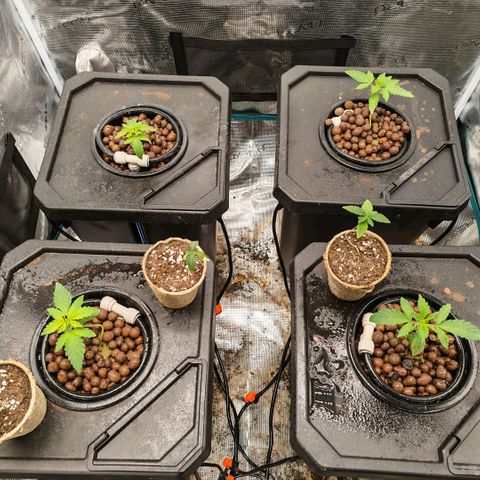 Papaya Sherbet DWC growlog timeline photo