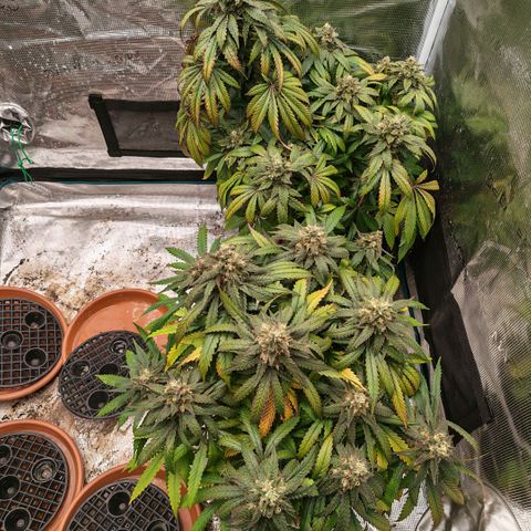 Papaya Sherbet™ growlog timeline photo