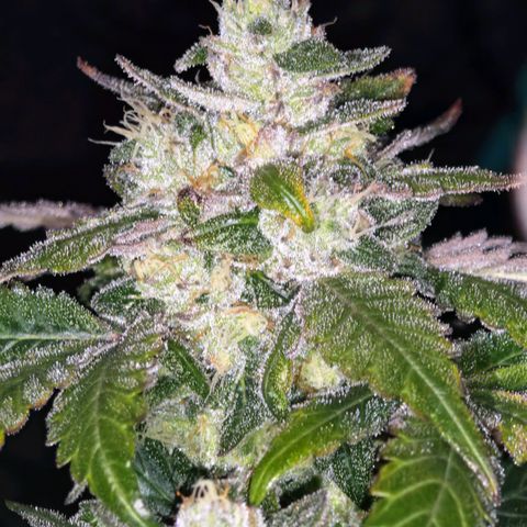 Papaya Sherbet™ growlog timeline photo