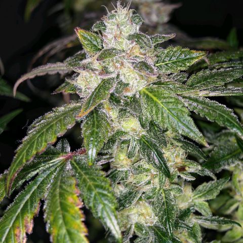 Papaya Sherbet™ growlog timeline photo