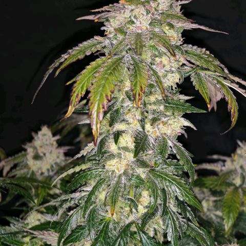 Papaya Sherbet™ growlog timeline photo