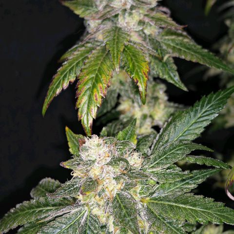 Papaya Sherbet™ growlog timeline photo