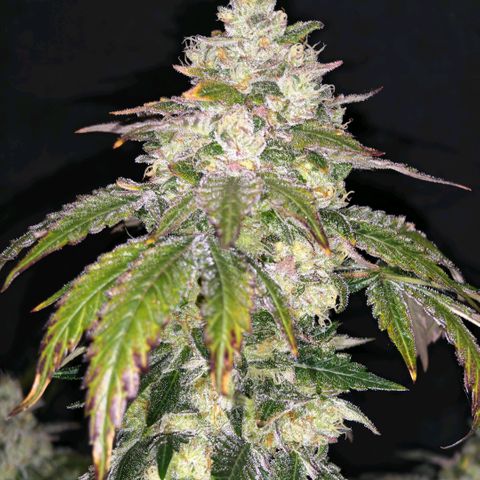 Papaya Sherbet™ growlog timeline photo