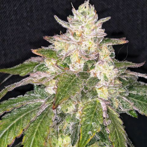 Papaya Sherbet™ growlog timeline photo