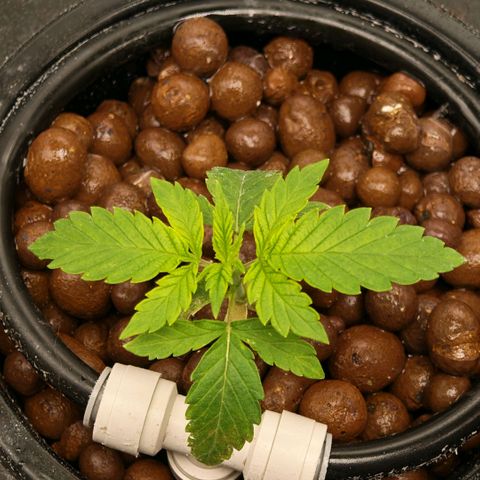 Papaya Sherbet DWC growlog timeline photo