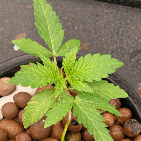 Papaya Sherbet DWC growlog timeline photo