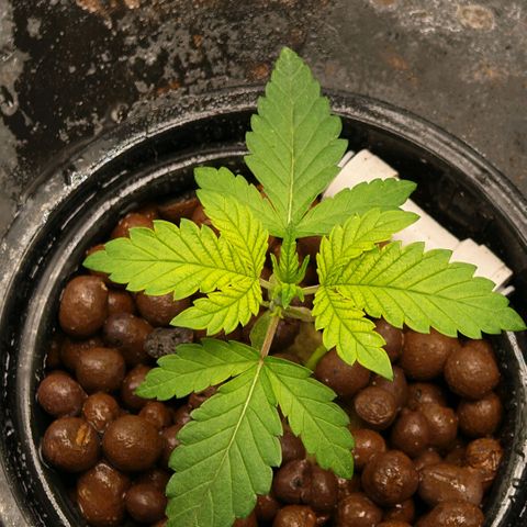 Papaya Sherbet DWC growlog timeline photo