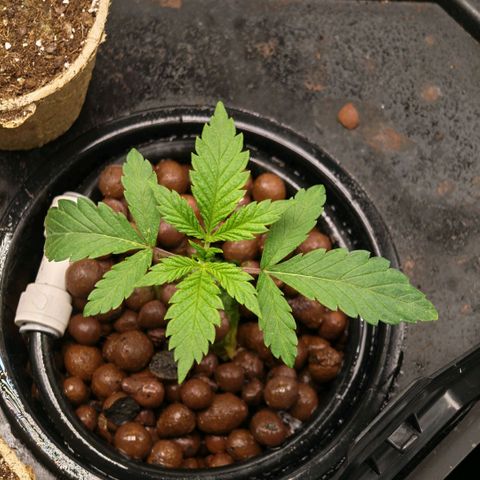 Papaya Sherbet DWC growlog timeline photo
