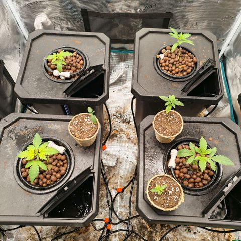 Papaya Sherbet DWC growlog timeline photo