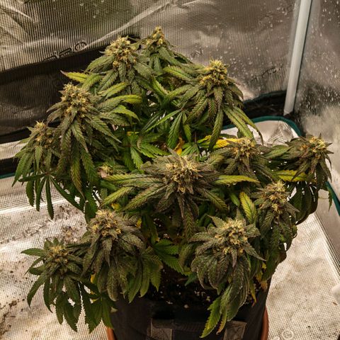 Papaya Sherbet™ growlog timeline photo