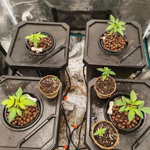 Papaya Sherbet DWC growlog timeline photo