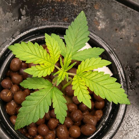 Papaya Sherbet DWC growlog timeline photo