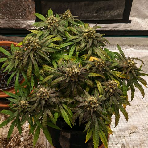 Papaya Sherbet™ growlog photo: Waiting for more amberrrr